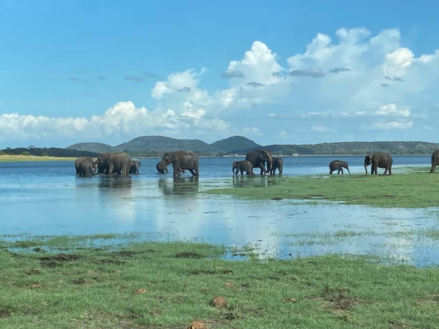 Minneriya National Park 4x4 jeep Safari Include Entrance Fee - At a glance