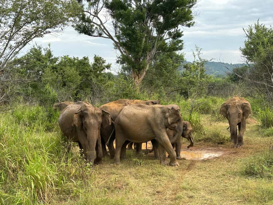 Minneriya National Park 4x4 jeep Safari Include Entrance Fee - Should you book the Minneriya jeep safari?