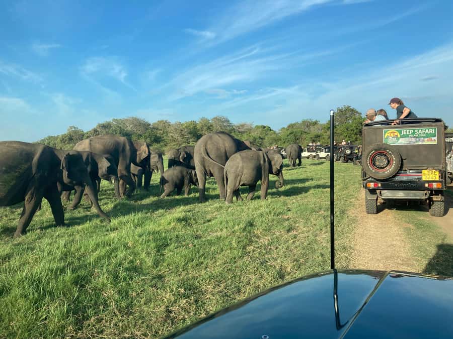 Minneriya National Park 4x4 jeep Safari Include Entrance Fee - Why Minneriya is famous for elephants
