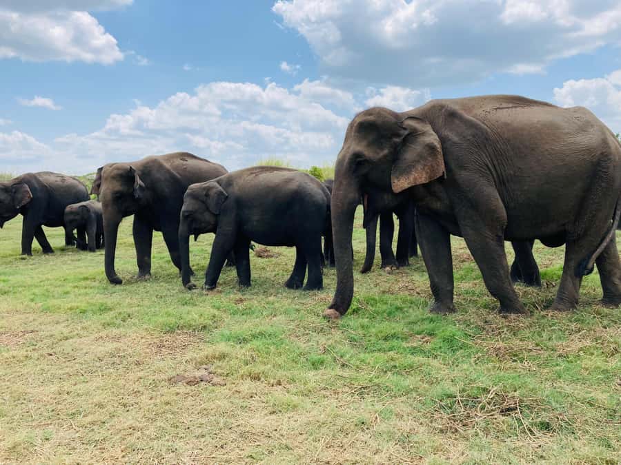 Minneriya National Park 4x4 jeep Safari Include Entrance Fee - Three hours across grassland, wetland, and forest