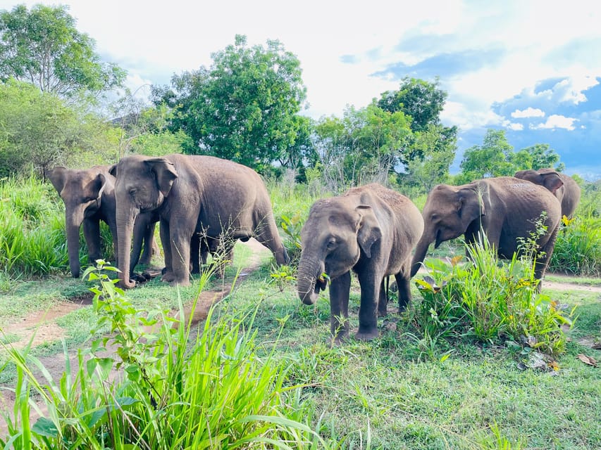 Minneriya National Park 4x4 jeep Safari Include Entrance Fee - The elephant gathering and other wildlife