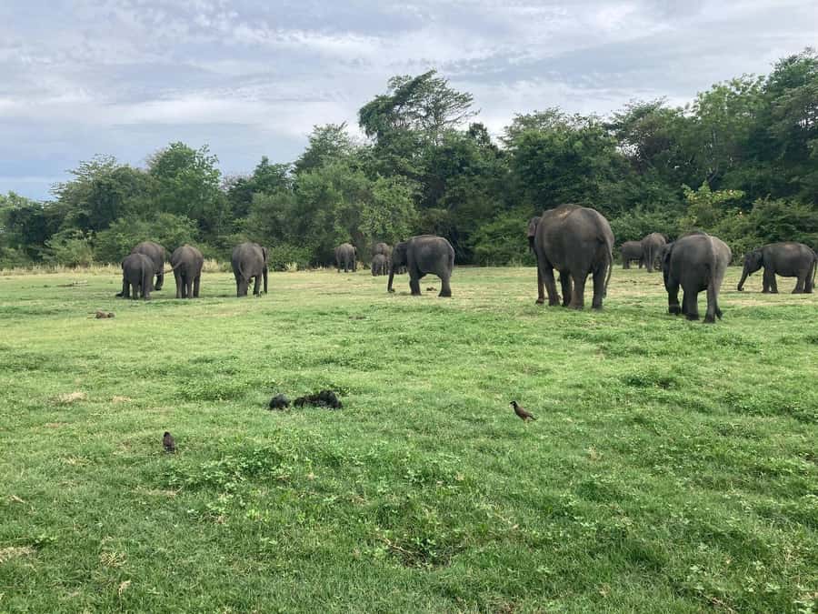 Minneriya National Park 4x4 jeep Safari Include Entrance Fee - Photography stops and the pace of the ride