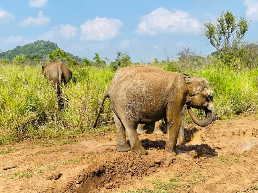 Minneriya National Park 4x4 jeep Safari Include Entrance Fee - A practical word about communication and driving