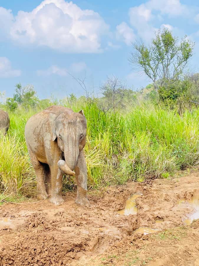Minneriya National Park 4x4 jeep Safari Include Entrance Fee - Who will enjoy this safari most