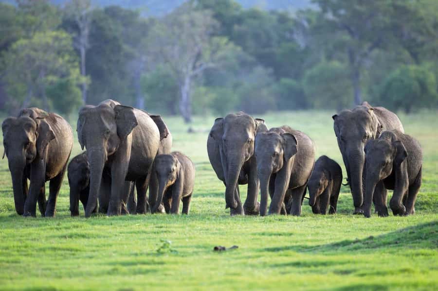 Minneriya National Park 4x4 jeep Safari Include Entrance Fee - Your hotel pickup and park arrival