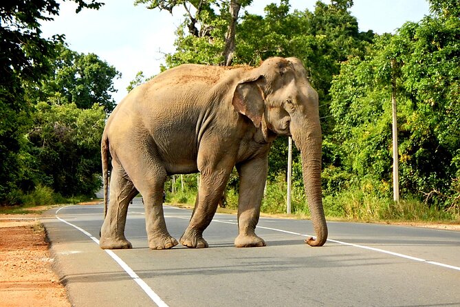 Minneriya National Park Elephant Safari - Why this safari works well from Sigiriya
