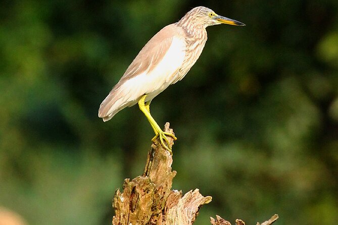 Minneriya National Park Elephant Safari - A four-hour search for elephants, crocodiles, and birds