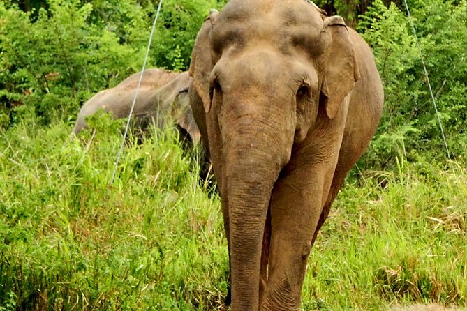 Minneriya National Park Elephant Safari - Pickup from Sigiriya, Dambulla, or Habarana