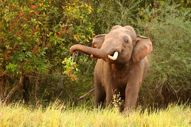 Minneriya National Park Elephant Safari - When to book and how to plan the day