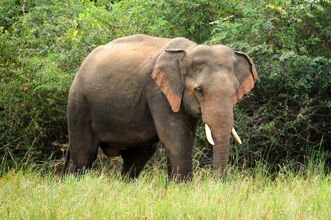 Minneriya National Park Elephant Safari - Who will get the most from this outing