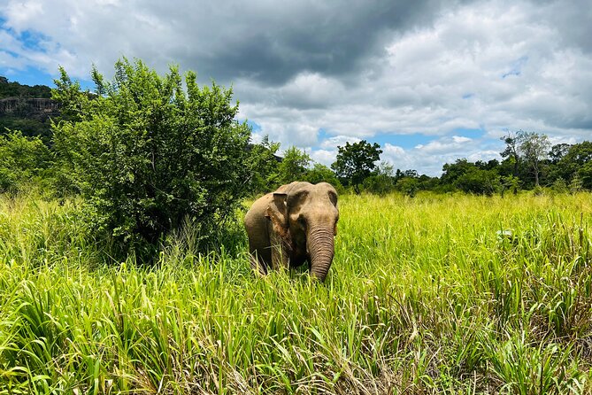 Minneriya National Park Elephant Safari Tour - Key points before you book