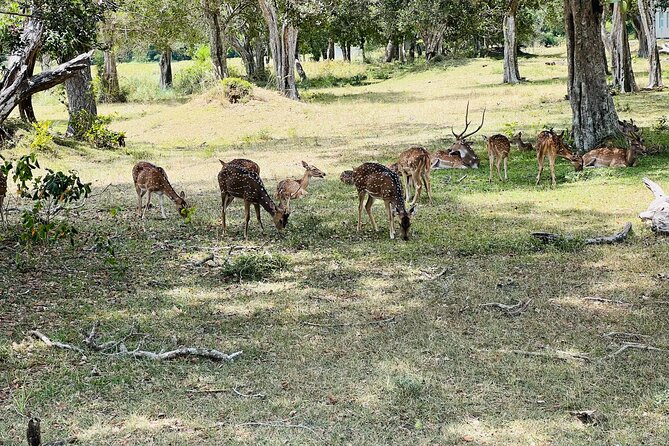 Minneriya National Park Elephant Safari Tour - Minneriya National Park and the famous tank