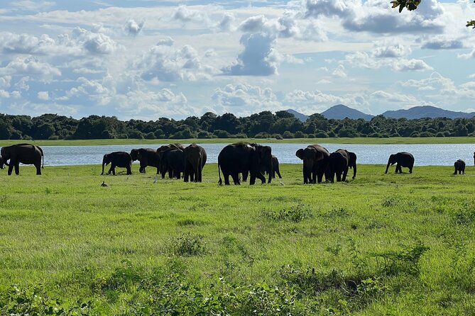 Minneriya National Park Elephant Safari Tour - Hurulu Eco Park for a forest setting