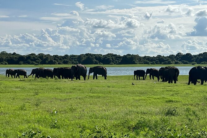 Minneriya National Park Elephant Safari Tour - Echo Park and the limits of the route description