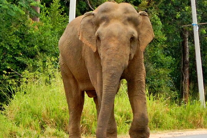 Minneriya National Park Elephant Safari - The elephant factor at Minneriya