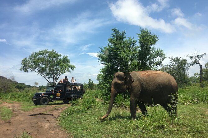 Minneriya National Park halfday Safari - Pickup, group size, and timing