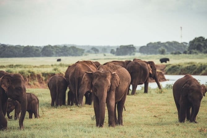 Minneriya National Park : Private Safari - Five things worth knowing before you book