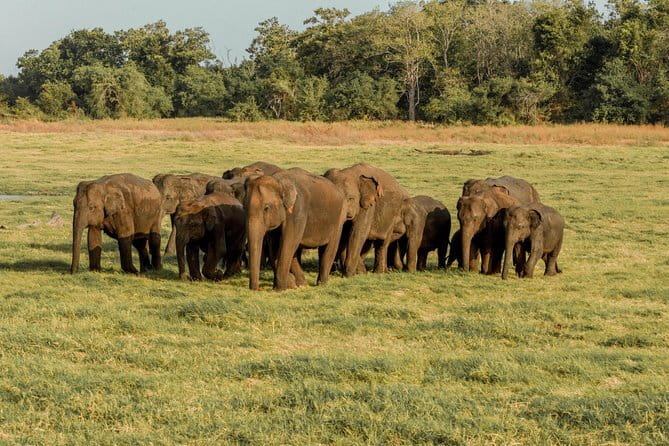 Minneriya National Park : Private Safari - Why Minneriya is famous for elephants