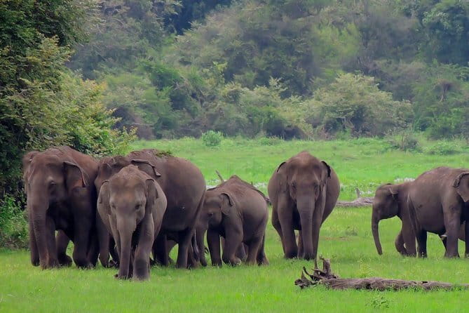 Minneriya National Park : Private Safari - Why the park may change to Kaudulla