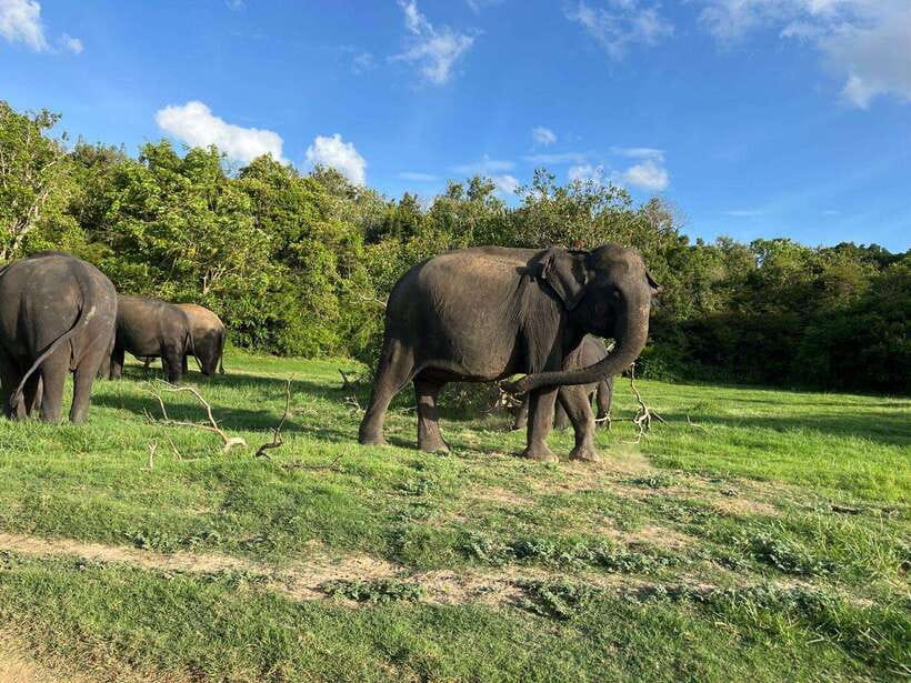Minneriya National Park : Private Safari - Who should book this safari