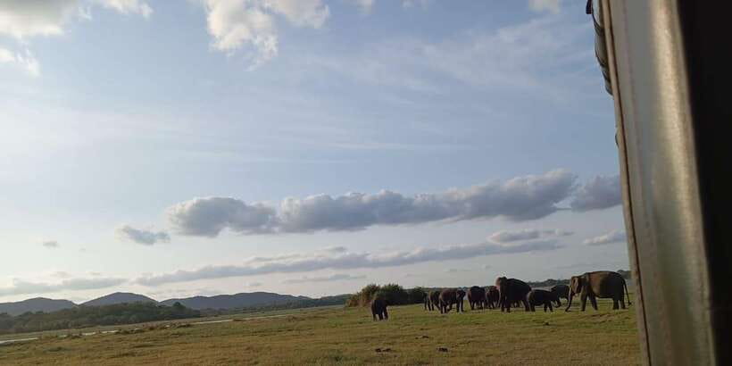 Minneriya National Park Safari - Entrance Fee Included - Key points to know before booking