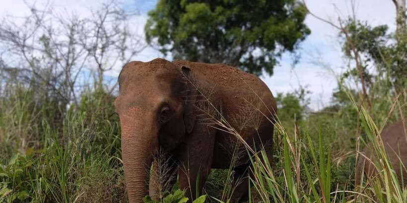 Minneriya National Park Safari - Entrance Fee Included - Booking flexibility and pickup details