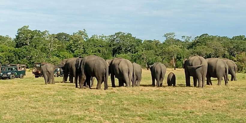 Minneriya National Park Safari - Entrance Fee Included - Why Minneriya’s elephant gathering matters