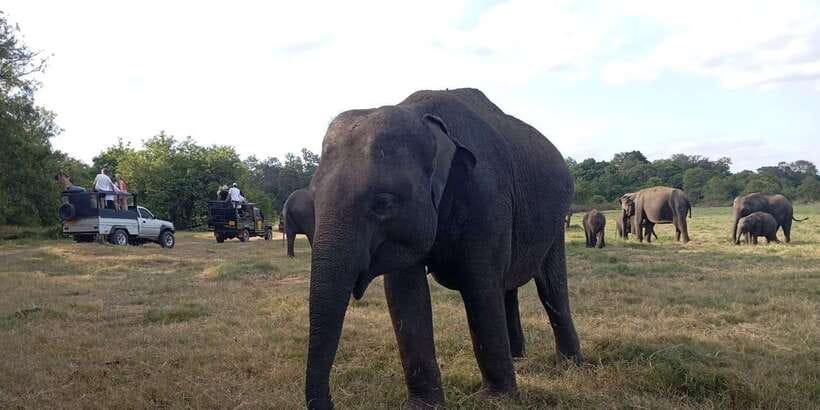 Minneriya National Park Safari - Entrance Fee Included - Watching elephants without disturbing them