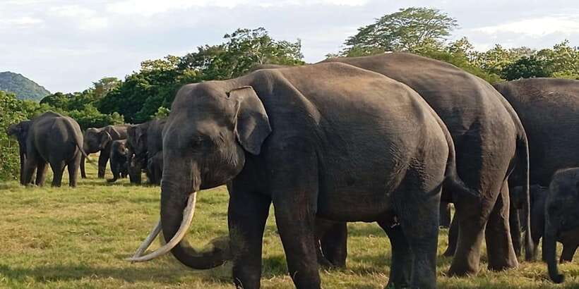 Minneriya National Park Safari - Entrance Fee Included - What the strong feedback tells you