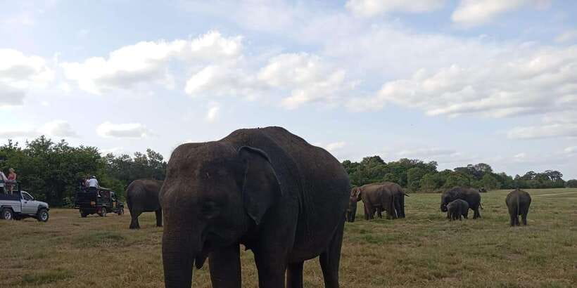 Minneriya National Park Safari - Entrance Fee Included - Practical comfort and what to pack