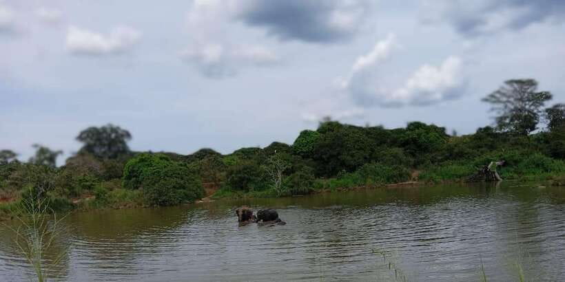 Minneriya National Park Safari - Entrance Fee Included - Who should choose this safari