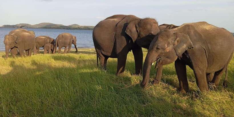 Minneriya National Park Safari - Entrance Fee Included - A four-hour plan from your hotel
