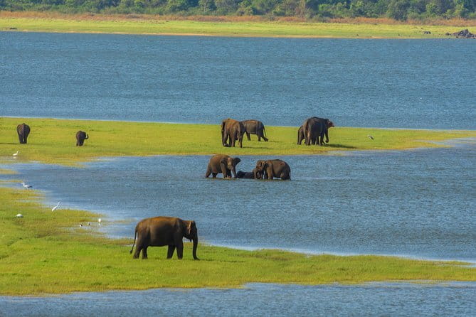 Minneriya National Park Safari from Habarana - Key points to know before booking