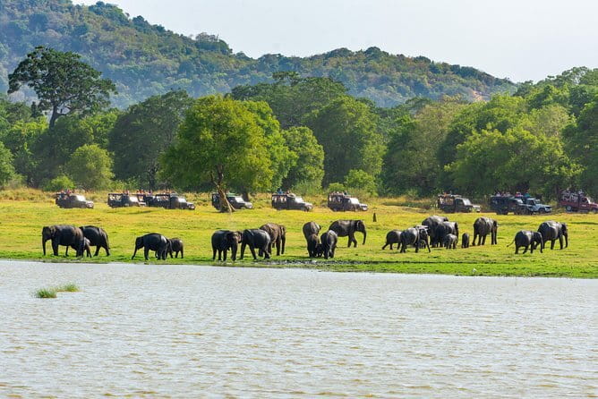 Minneriya National Park Safari from Habarana - Why Minneriya is a strong elephant safari choice