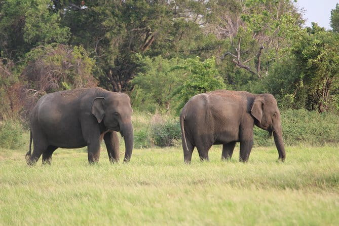 Minneriya National Park Safari from Habarana - Morning, afternoon, or full-day timing
