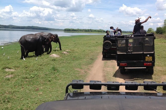 Minneriya National Park Safari from Habarana - The guide can make or break the viewing