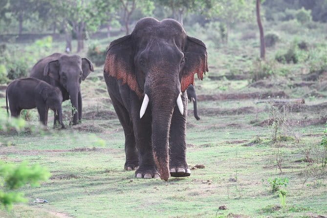 Minneriya National Park Safari from Habarana - What you may and may not see