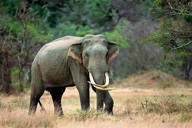 Minneriya National Park Safari from Habarana - Who should book this safari
