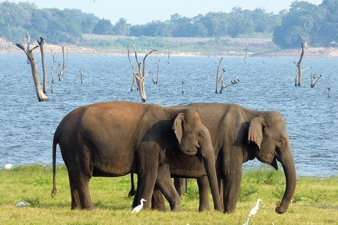 Minneriya National Park Safari from Habarana - Starting in Habarana at about 2 pm