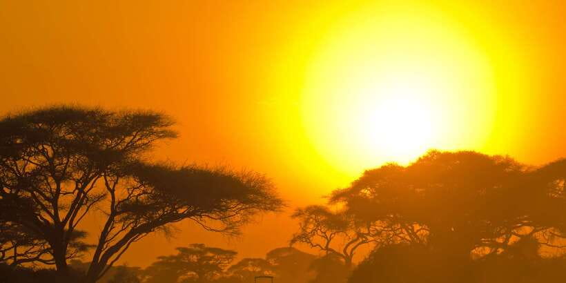 Minneriya National Park Safari in a 4x4 Vehicle - Key points to know before booking