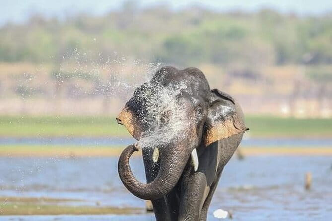 Minneriya National Park Safari [private , full package] - Why Minneriya is famous for elephants