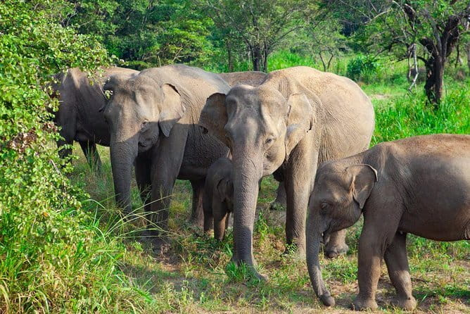 Minneriya National Park Safari [private , full package] - Morning or afternoon: which time works best?