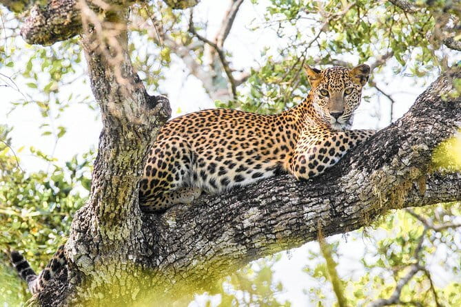 Minneriya National Park Safari [private , full package] - What the experience feels like in practice