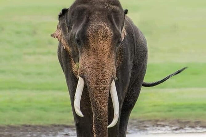 Minneriya National Park Safari [private , full package] - Your three-hour Jeep safari