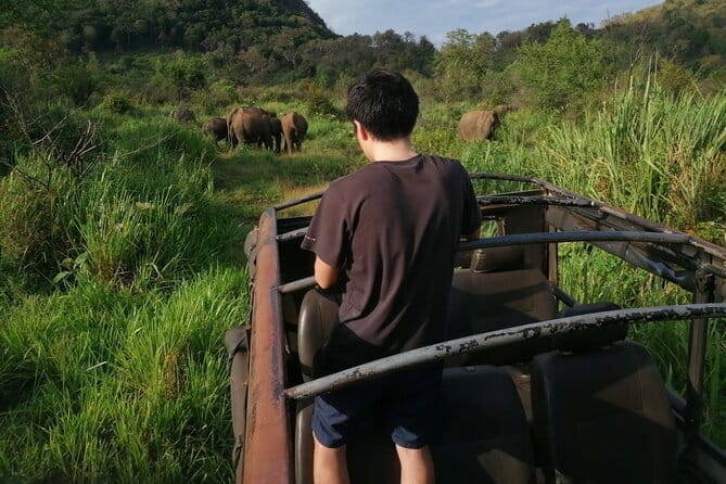 Minneriya National Park Safari - Private Jeep with Hotel Pickup - Hotel pickup from Habarana keeps the morning easy