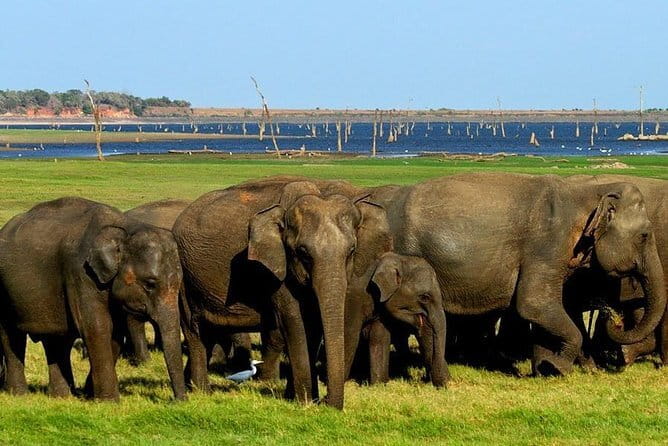 Minneriya National Park Safari - Private Jeep with Hotel Pickup - Elephants, calves, and the value of patience