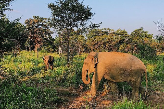 Minneriya National park Safari Sri Lanka - Key points to know before booking