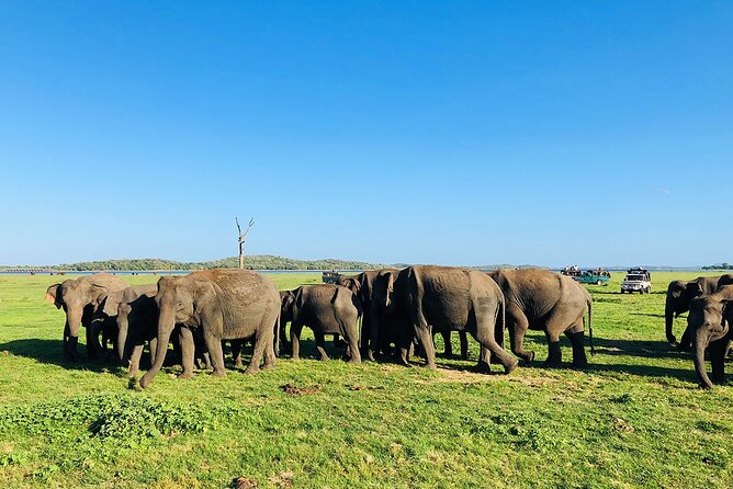 Minneriya National park Safari Sri Lanka - Why Minneriya is about more than one animal