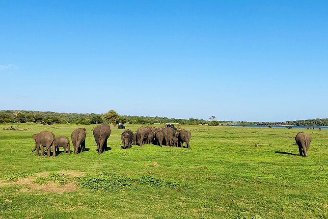 Minneriya National park Safari Sri Lanka - Price, private transport, and what is extra