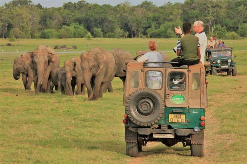 Minneriya National Park Wild Elephant Safari - Private - Key points at a glance